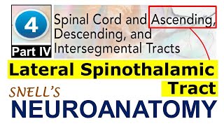 Chp4D LATERAL SPINOTHALAMIC TRACT  ASCENDING TRACTS  Snells NeuroAnatomy Chp4 PartD [upl. by Arateehc]