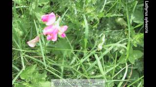 Lathyrus sylvestris Boslathyrus [upl. by May815]