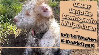 Unser Lagotto Romagnolo Welpe Luna  Buddelspaß mit 14 Wochen [upl. by Atteynod]