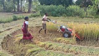 Paddy Cutter Machine At Gatamaha K Nuagaon Kandhamal [upl. by Yelsnit]