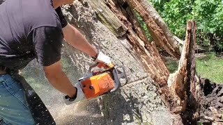 65 Cutting Firewood  Stihl 461 Chainsaw VS Hackberry Tree [upl. by Norbel209]