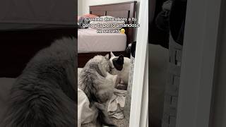 Sus caritas cuando se dan cuenta que los estaba viendo 🥺 gato perro mascotas viralvideo shorts [upl. by Bortman918]