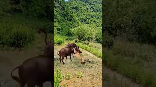 Lions Hunting Buffalo Nature in Action Wildlife Predators [upl. by Philina]