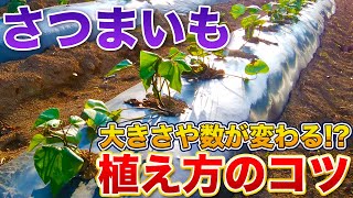 【さつまいも栽培】植え方で大きさや収量が変わります！（肥料の選択〜畝作り〜植え付けまで）最初の肥料の選択には要注意！家庭菜園 [upl. by Beitz842]