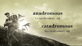 MeatEater Glossary Anadromous and Catadromous [upl. by Kass]