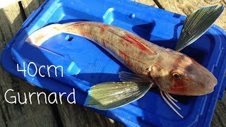 NZ Wharf Fishing In Winter  Catching Gurnard and Kahawai [upl. by Enicnarf]