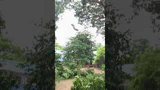 Sabarinathan tree cutter pattukkottai vahai maram working [upl. by Jeaz]