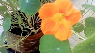 Καπουτσινος  Tropaeolum  Nasturtium [upl. by Atiral]