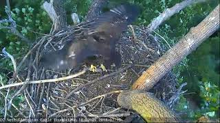 AEF DC Eagle Cam 71918 Its In the Genes [upl. by Fiore383]