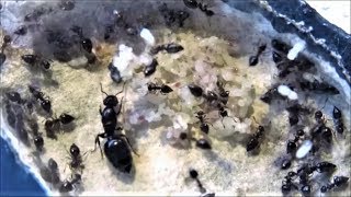 Crematogaster Scelerata énorme couvain  futurs projets pour ma chaîne 22 [upl. by Osnohpla65]