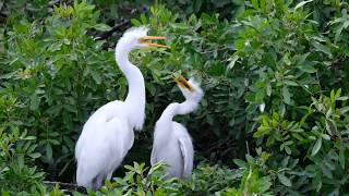 Dance of the Great Egret [upl. by Lenehc]