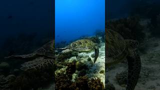 Unfortunately Critically Endangered green sea turtle wildlife water wwf education [upl. by Eenwat]