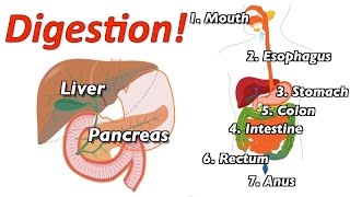 Understanding Digestion Mr Ws Music Video [upl. by Biegel]