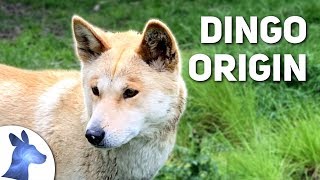 Origin of the Dingo Australias Ancient Canine [upl. by Keeley680]