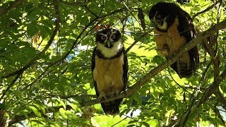 Spectacled Owls in Costa Rica [upl. by Enyad]