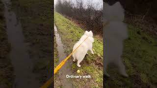 samoyed samoyeddog dogwalk wildboar krakow [upl. by Anaitit105]