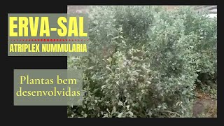 Ervasal Atriplex nummulariaPrimeiras plantas bem desenvolvidasOutubro de 2016 [upl. by Akym977]