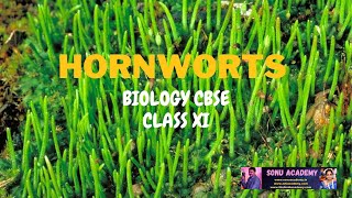 Hornworts   Chapter3  Biology  Class XI  NEET [upl. by Labotsirhc889]