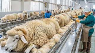 Sheep Raising To Adulthood Process  Lamb Tailing Sheep Shearing Method  Wool Manufacturing Plant [upl. by Oberheim937]