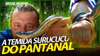 ENCARANDO MINHA SERPENTE FAVORITA A SURUCUCU DO PANTANAL  RICHARD RASMUSSEN [upl. by Daza]