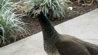 Unusual Peahen Call [upl. by Eicul]