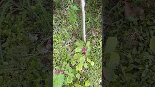 sanibelisland baby Gopher Tortoise look closely [upl. by Ydderf]