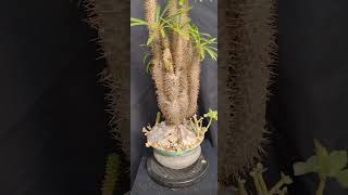 Pachypodium Lamerei succulent bonsai pachyform Madagascar palm [upl. by Nelag562]