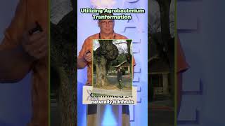 Utilizing Agrobacterium Transformation  CannMed Events [upl. by Sverre]