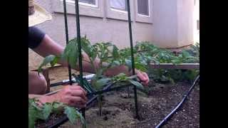 Ultomato Tomato Trellis sturdy adjustable and cheap [upl. by Ledda765]