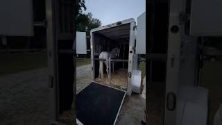 Horse Show Vlog horse horseshow equestrian horseriding [upl. by Curren]