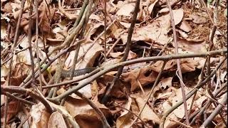 Keeled Rat Snake Ptyas Carinatakdcf [upl. by Alded]