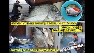 Fishing in Palawan  Catching 38 Different Species  Kitang Fishing  Longline fishing [upl. by Oiznun]