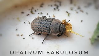 Daunatori Floareasoarelui Opatrum sabulosum  Gandacul pamantiu Sunflower pest tractorvlog [upl. by Torrey]