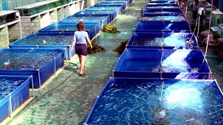 Indonesias Fish Farm Plans To Create Insane Sustainable Aquaculture Villages [upl. by Arytas]