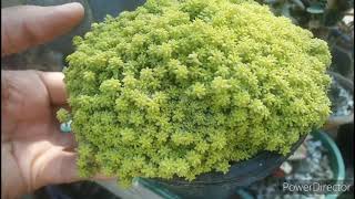 care of sedum Hispanicum Aureum 3132021UrduHindi [upl. by Cailly768]