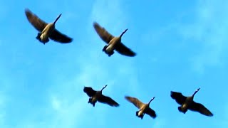 Canada Geese Honking Fly Off amp Landing [upl. by Adnal743]