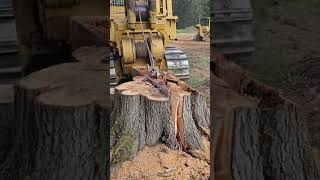 Stump removal landscape tree split [upl. by Dempstor]