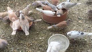 Ringneck doves variety color  Klaudia Kacagó Gerléi [upl. by Bernelle]