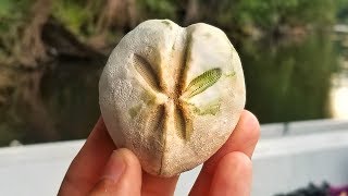 We Found Prehistoric Sand Dollars and Sea Urchins Echinoids While Fossil Hunting in Florida [upl. by Anielram]