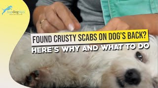 Found Crusty Scabs on Dog’s Back Here’s Why and What to Do [upl. by Urbai]