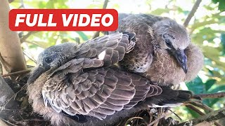 Young Spotted Dove Nesting Feeding and Ready to Flying Full Compilation – Bird Regurgitates Food [upl. by Ztnarf]