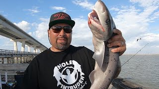 Slaying Sevengill Sharks At The Dumbarton Pier Catch And Cook [upl. by Lavinia]