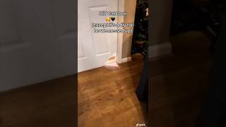 DIY cat door live laugh relatable cats cardiydoor [upl. by Harmony]