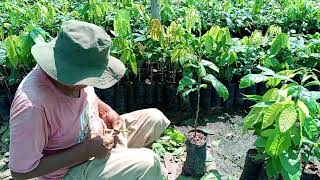 Frutales injertos en el vivero los pinos  conociendo las plantas vivero NASE [upl. by Mellman849]