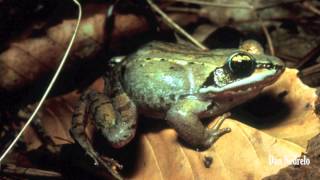 Wood Frog Lithobates sylvaticus [upl. by Tarr]