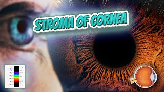 Stroma of Cornea Your EYEBALLS 👁️👁️💉😳💊🔊💯✅ [upl. by Langille]