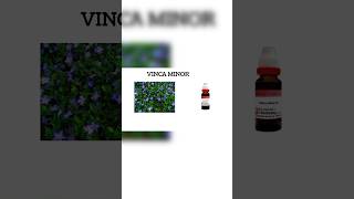 VINCA MINOR  Action  Materia medica  plant [upl. by Enitsirc]