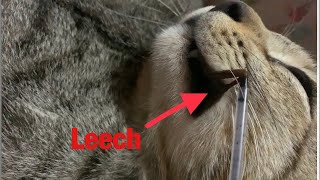 Removing a leech from cat mouth is not easy  so much difficult to remove leech from cat mouth [upl. by Sairtemed]