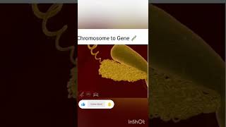 Chromosome to gene Animation video Biology Nucleus NEET Chromosome cell DNA Gene [upl. by Alana176]