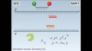 rtPCR animation [upl. by Lletnohs395]